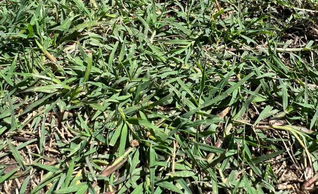 Bermuda Grass: A Comprehensive Guide