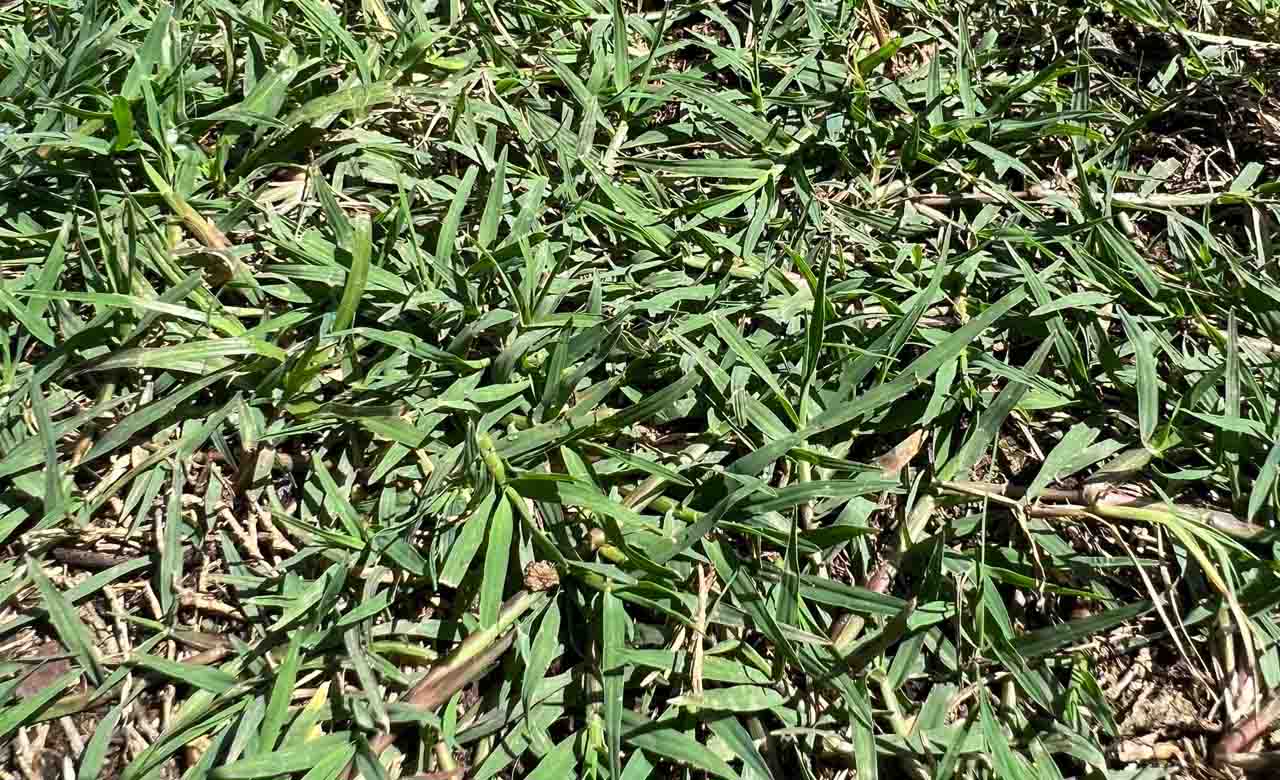 Bermuda Grass A Comprehensive Guide