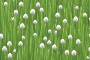 A variety of grasses in a lawn setting