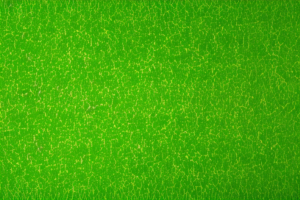 A lush green lawn with a split down the middle