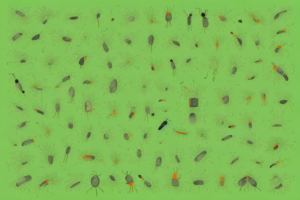 A lawn with various pests crawling and flying around it